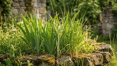 Jag sår dessa plantor i mars och får en enorm skörd på hösten