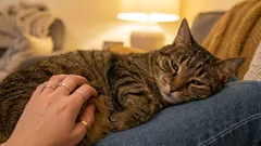 Ett vanligt misstag hos ägaren: att tro att spinnande alltid betyder att katten är lycklig