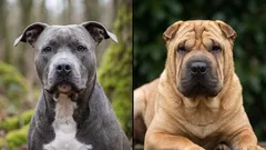 8 stolta hundraser som inte tolererar respektlöshet